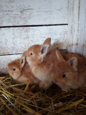Angora žlutá