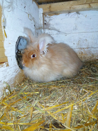 Angora žlutá