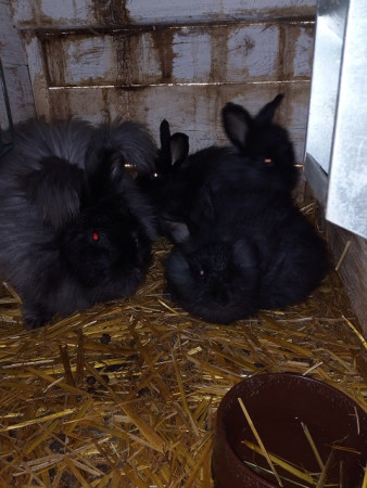 Angora černá