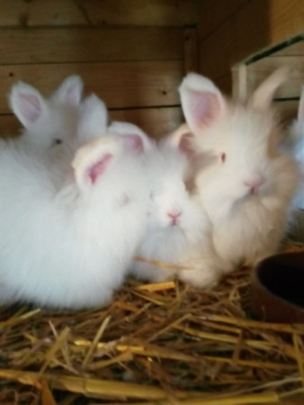 Angora bílá