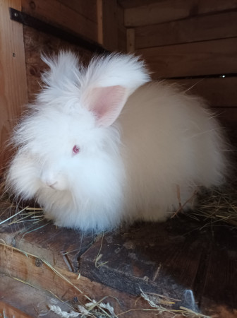 Angora bílá